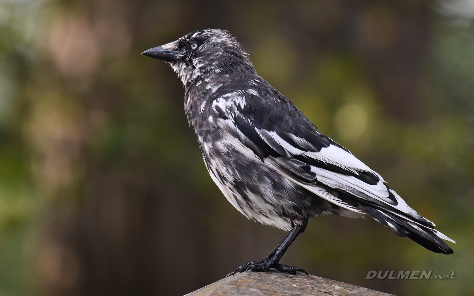 Western Jackdaw (Coloeus monedula)